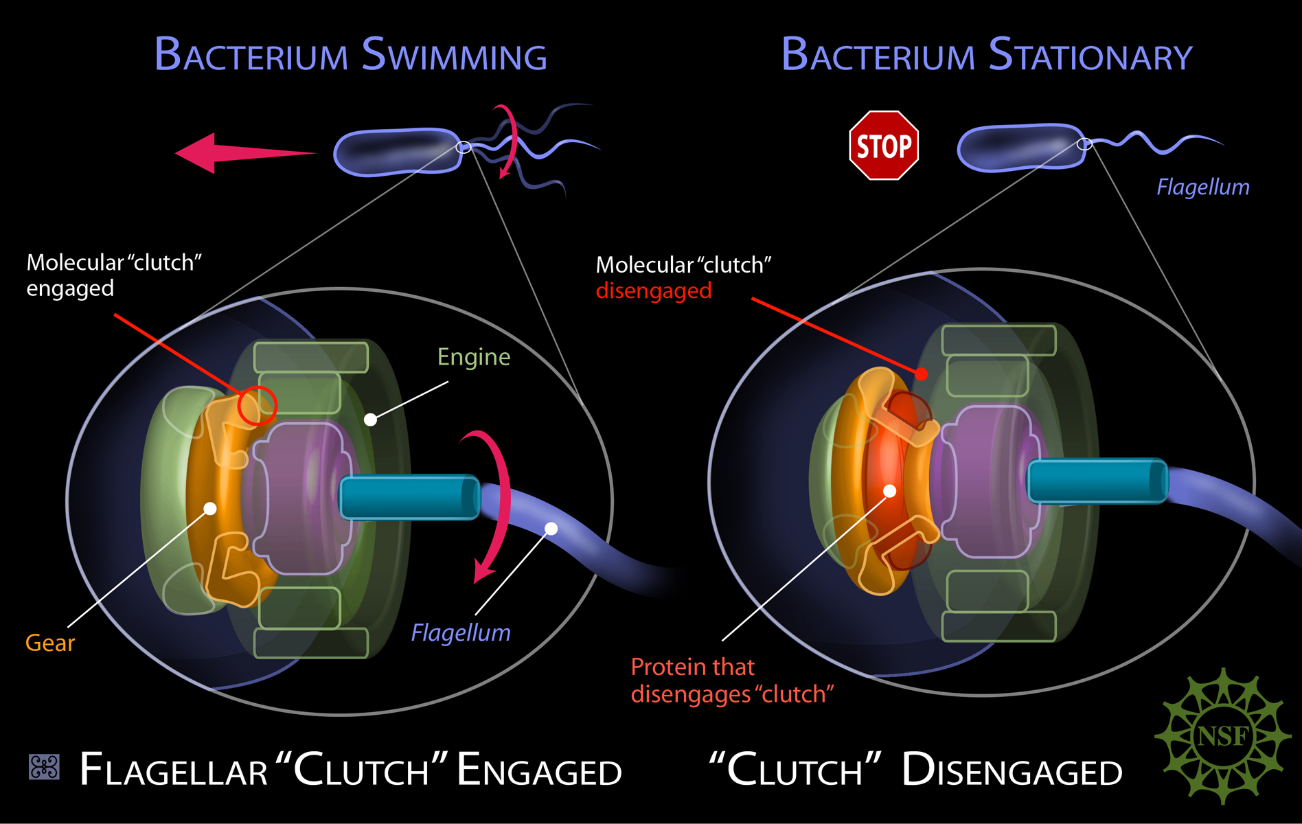 Molecular 'Clutch' Of Bacterium Is Detached By Protein